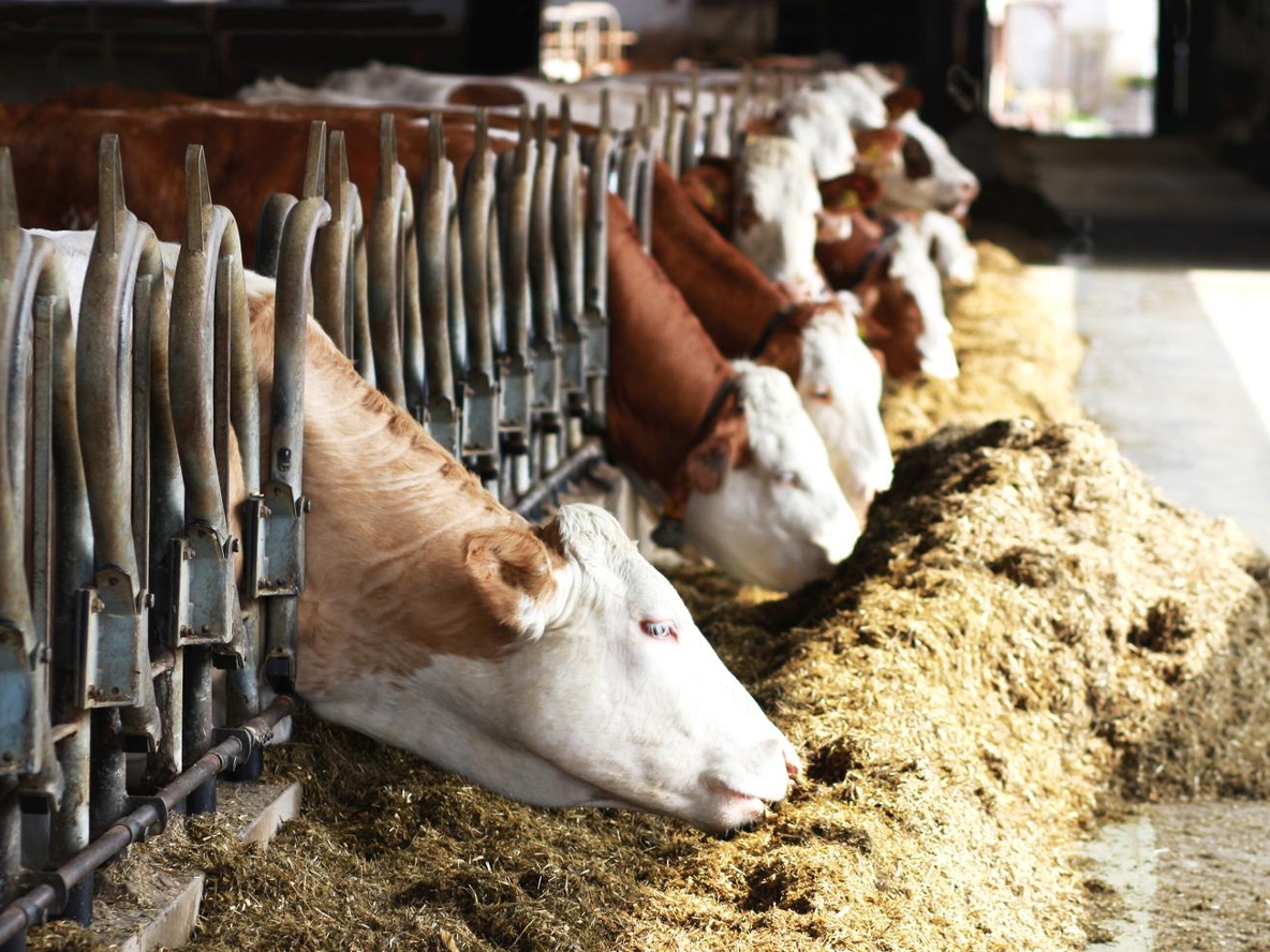 Futtermittel und Tierhygiene